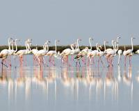 Sale - участок - Torrevieja