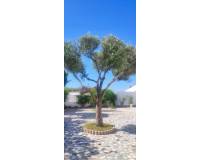 Sale - Villa - Rojales - Ciudad Quesada