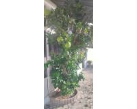 Videresalg - Villa - Rojales - Ciudad Quesada