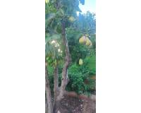 Wederverkoop - Villa - Rojales - Ciudad Quesada